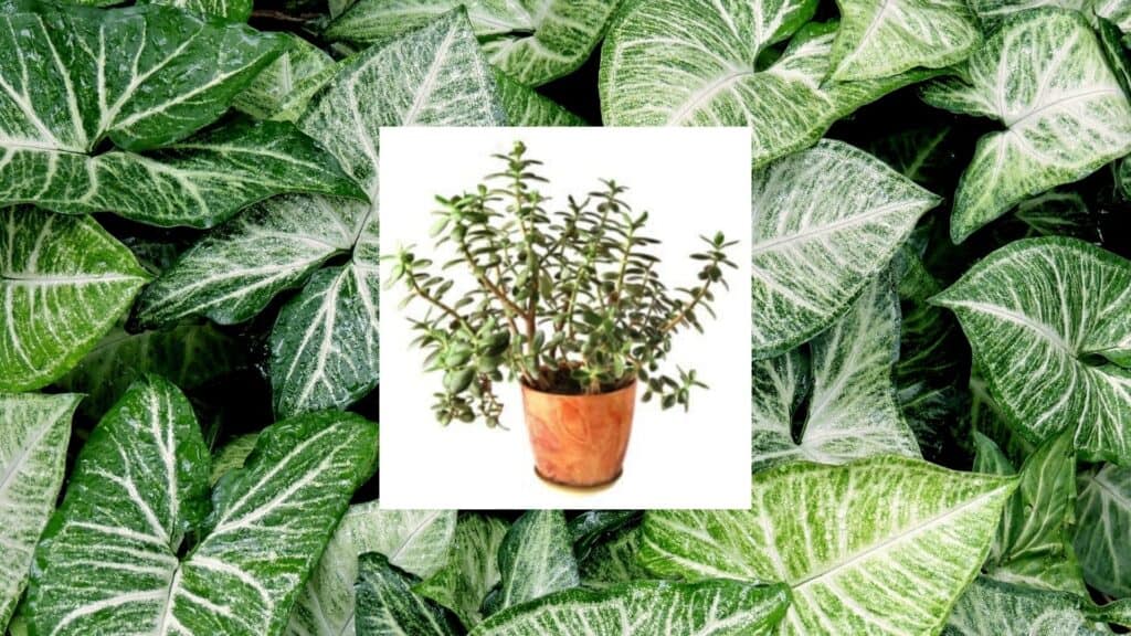 Leggy jade plant 4