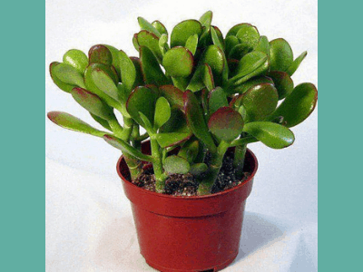 How to get jade plant to bloom 1