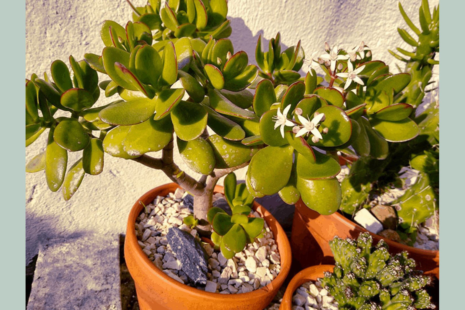 How to care for a jade plant outside? 4