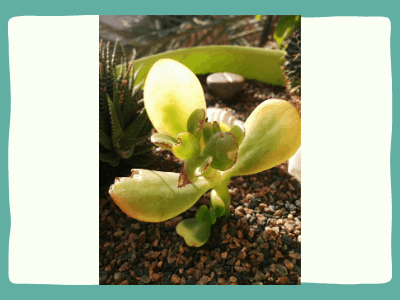 How to save a dying jade plant? 2