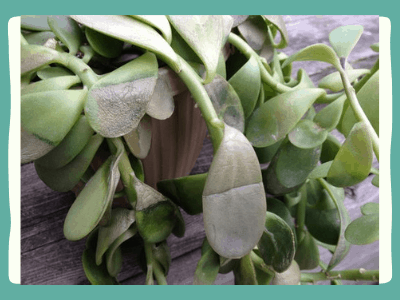 How to save a dying jade plant? 5