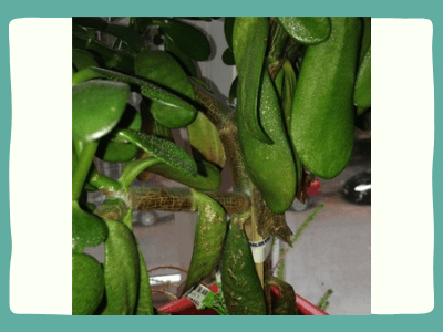 How to save a dying jade plant? 3