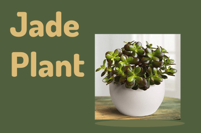 Are jade plants poisonous to dogs?