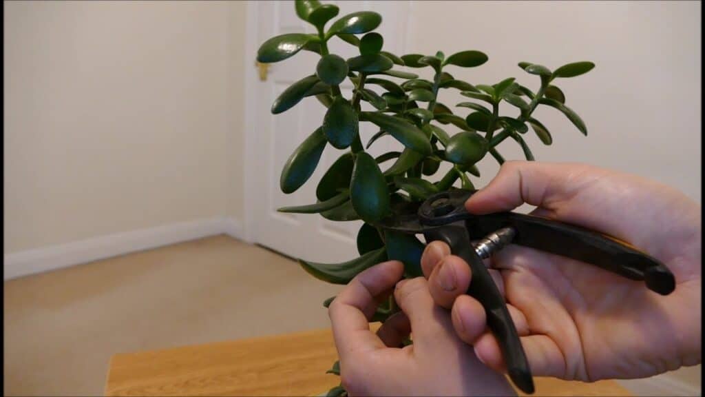 Leggy jade plant 3