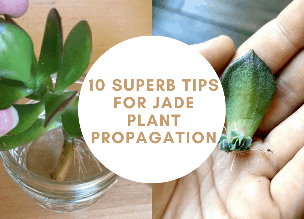 10 Superb Tips For Jade Propagation