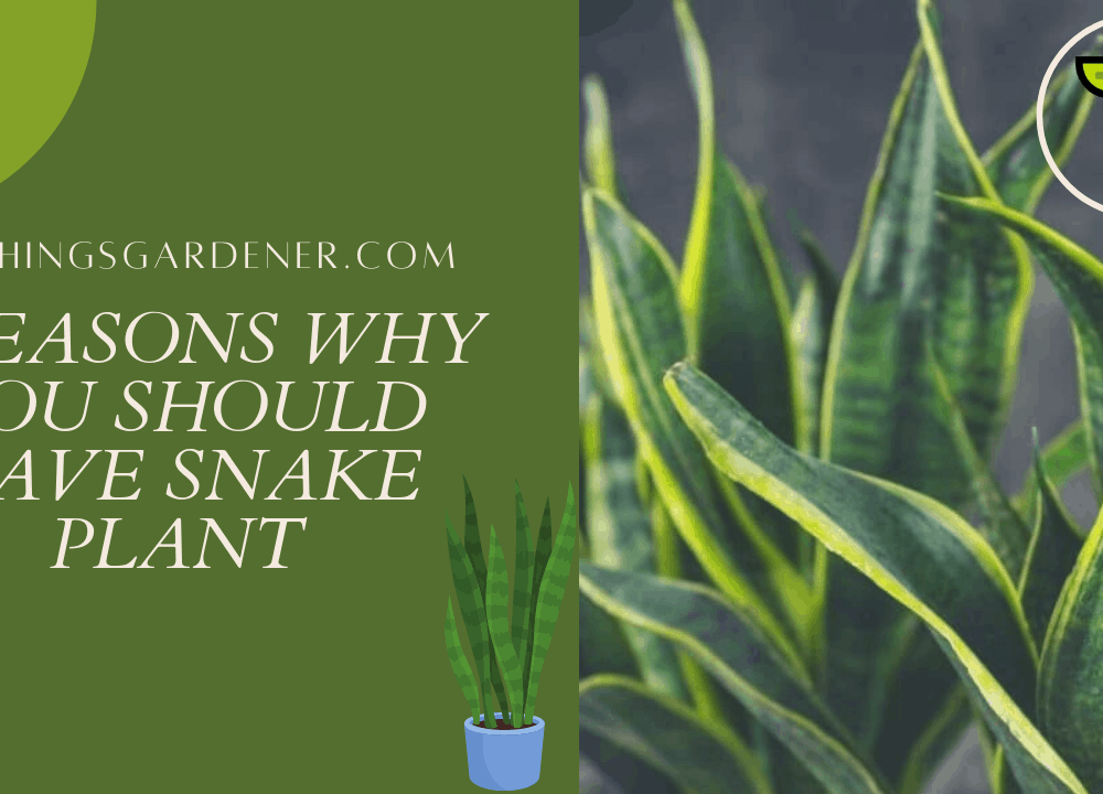 4 Amazing Facts About Snake Plant in 2021 That You Need To Know