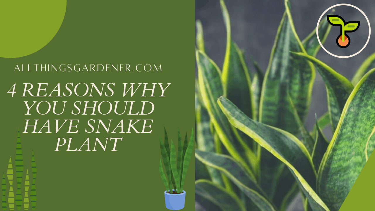 Snake plant 1