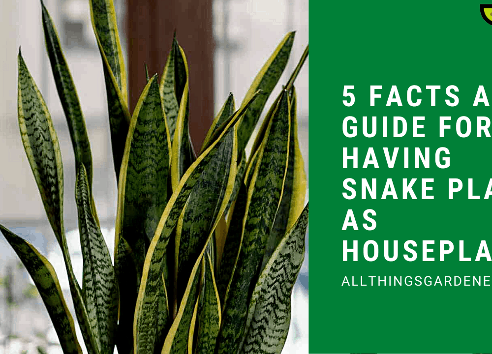 5 Superb Facts and Guide For Choosing Snake Plant as Houseplant in 2021
