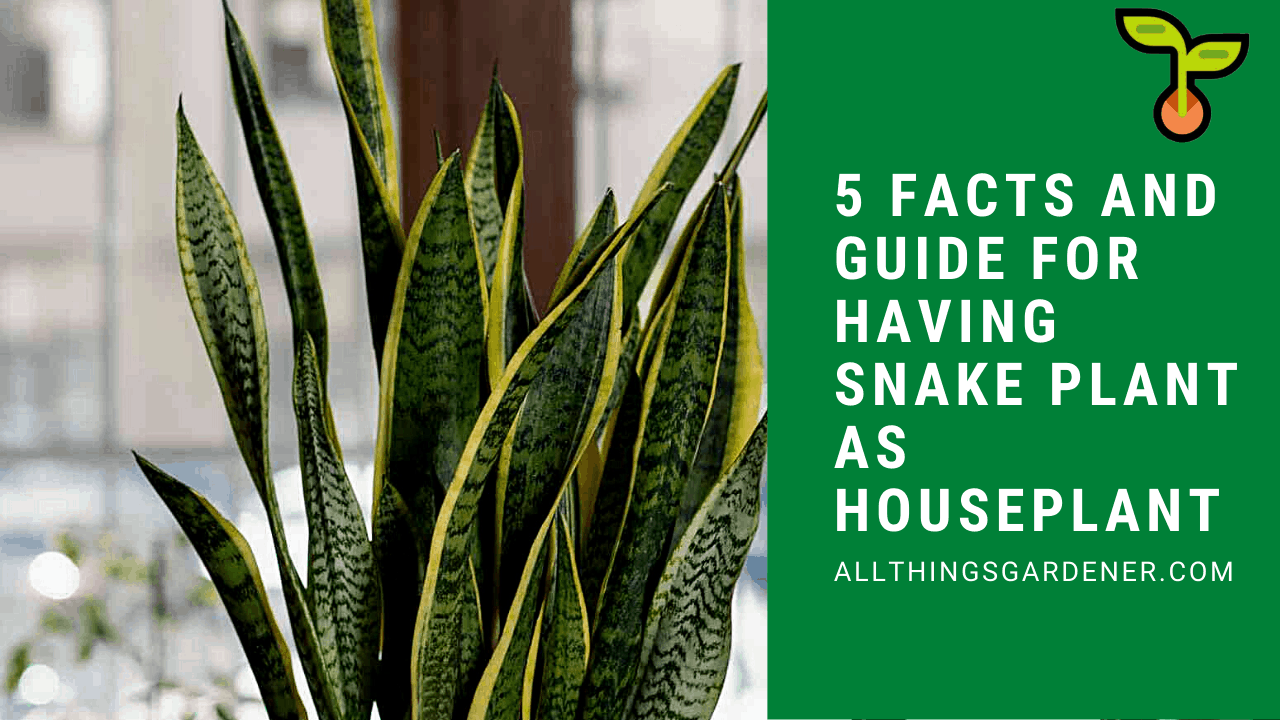 Choosing snake plant 1