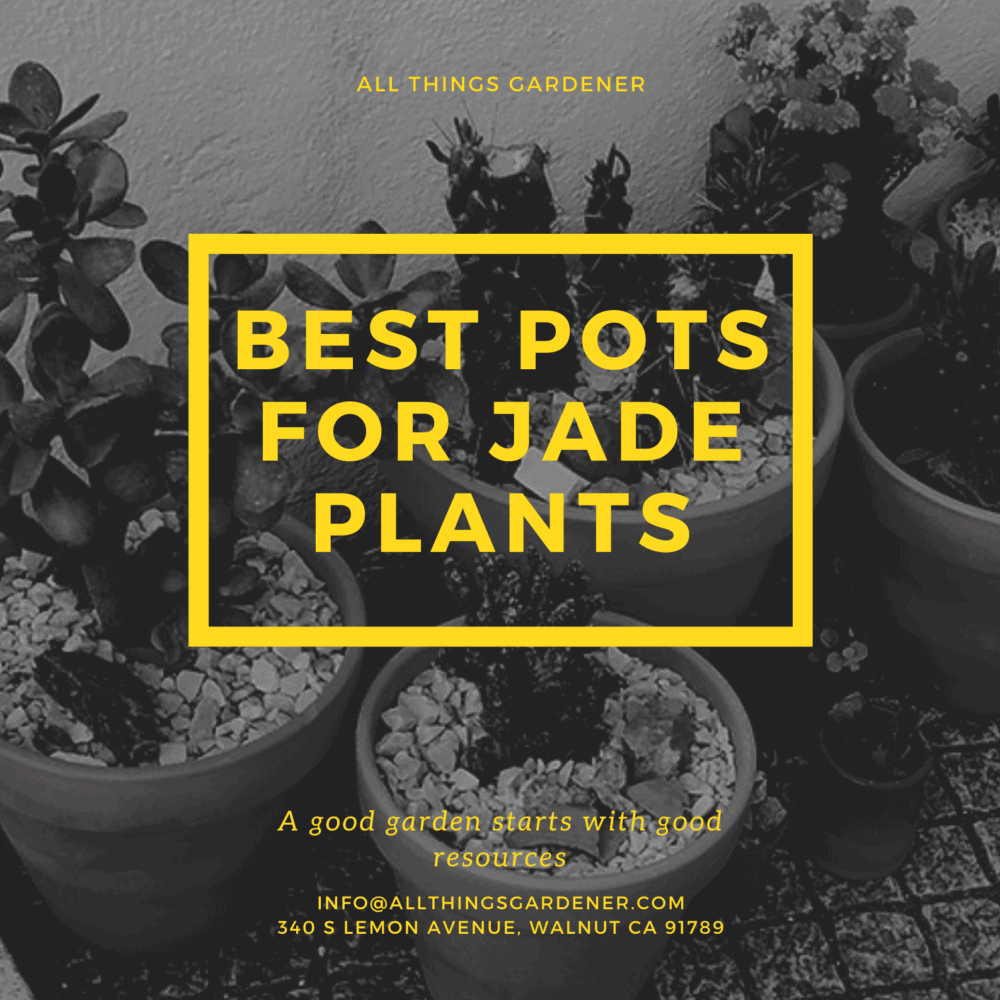 What are the Best Pots for Jade Plants? Ultimate Tips 2021