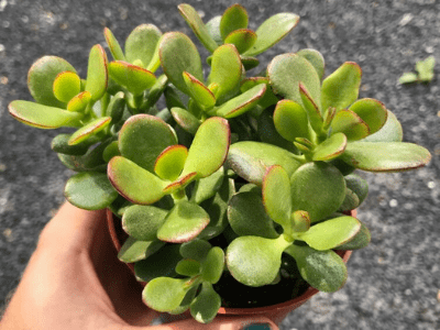 Jade plant 5