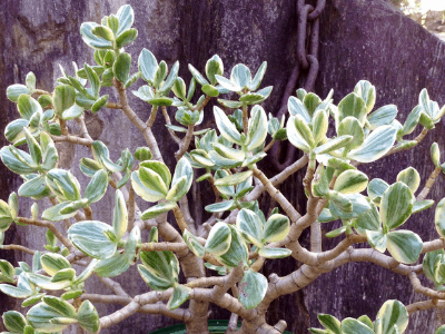 Jade plant 7