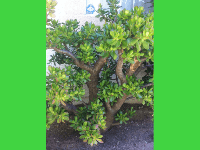 Outdoor jade plant