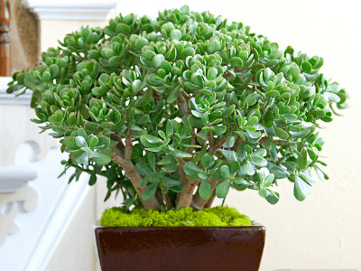 Jade plant 2