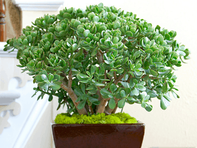 Jade plant 3