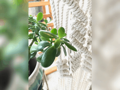 Fertilizing jade 2