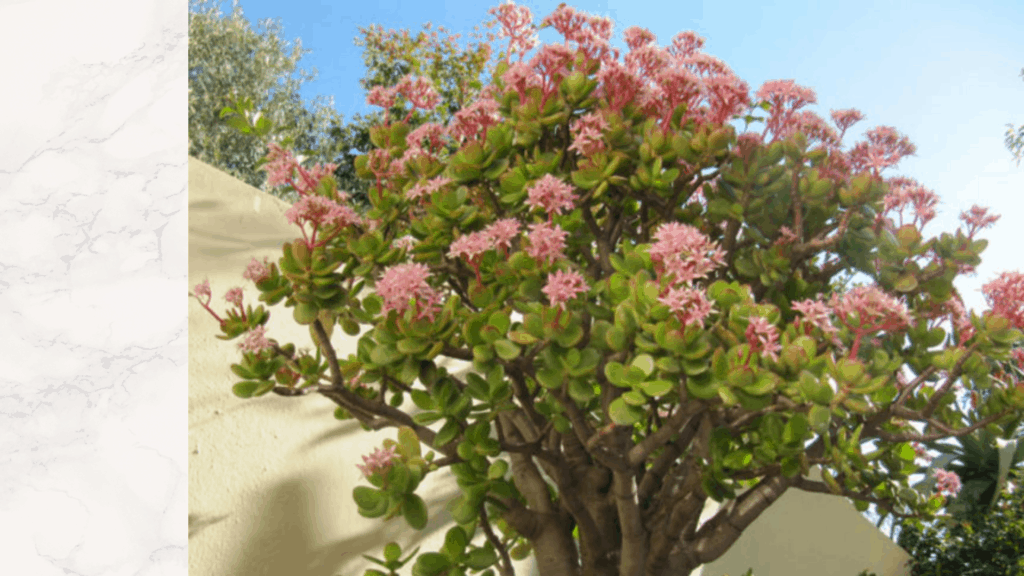 How to grow jade plant from a broken stem? 2