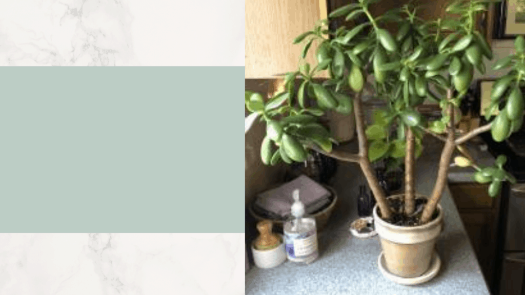 How to make your jade bushy? 1