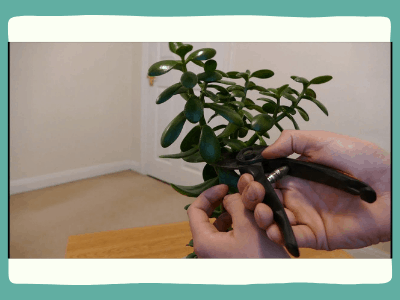 How to grow jade plant from a broken stem? 2