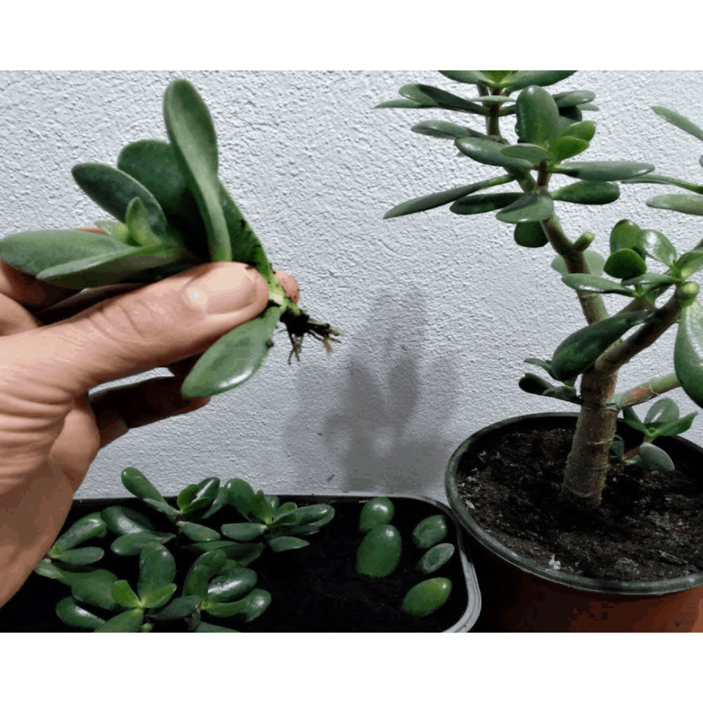 How To Grow Jade Plant From A Broken Stem? 5 Useful Tips Of The Year!