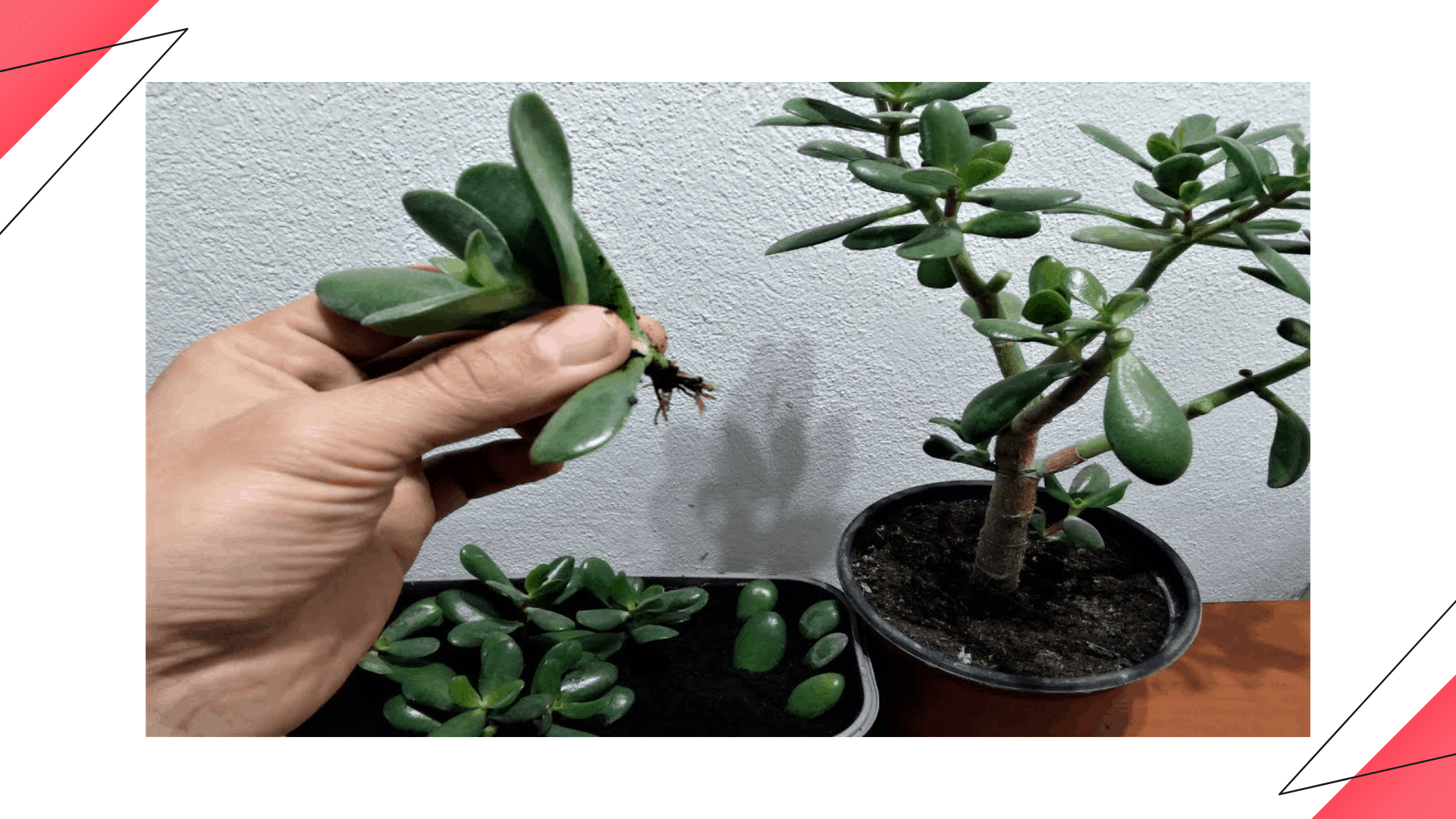 How to grow jade plant from a broken stem? 1