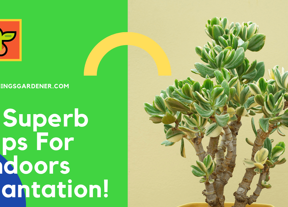 5 Superb Amazing Tips For Indoor Jade: Good Succulent Choices for Indoor 2021
