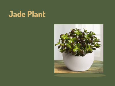 Does jade plant purify air?