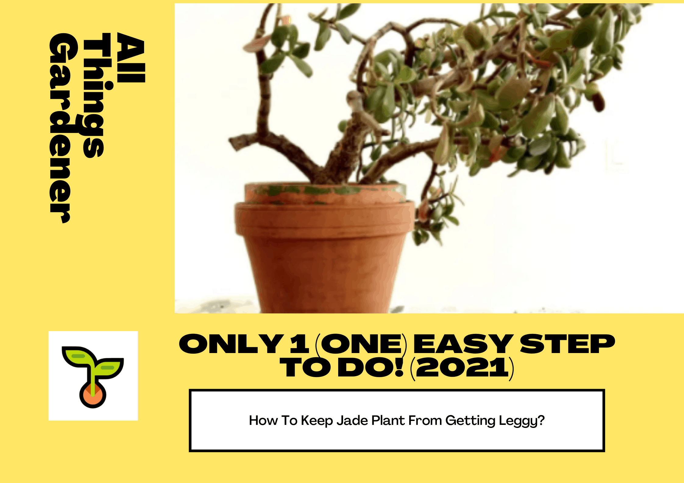 How to keep jade plant from getting leggy? 1