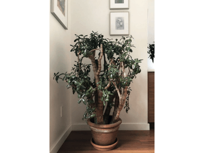 Pruning jade