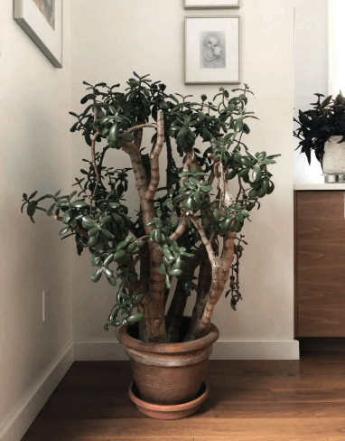 Plant stand rack 1
