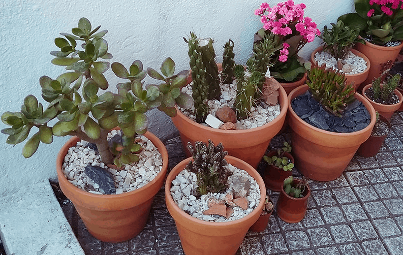 Pots for jade plants