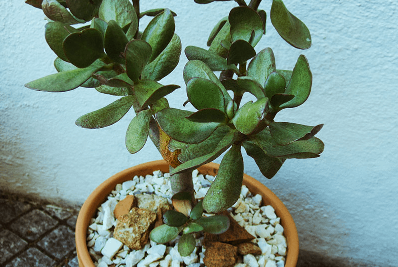 Pots for jade plants
