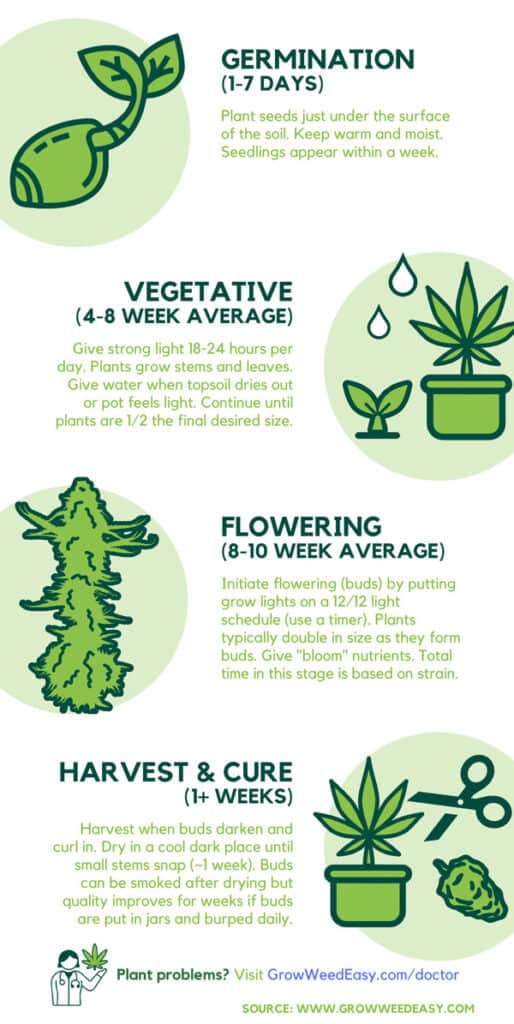How to make your jade bushy? 3