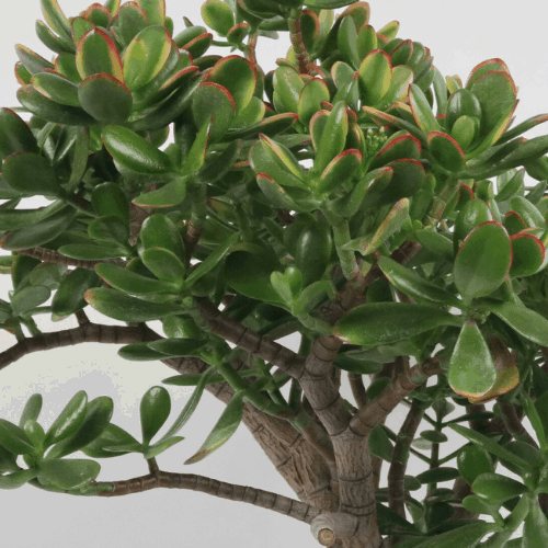 Pruning jade 2