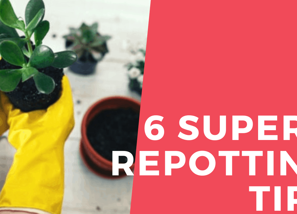 6 Superb Repotting Tips and Guides for Jade Plant