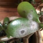 Black sooty mold on jade plant