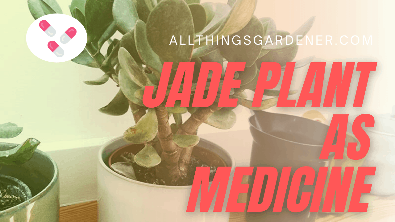 Jade plant as medicine 1