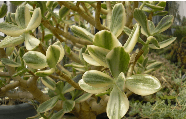Types of jade plants