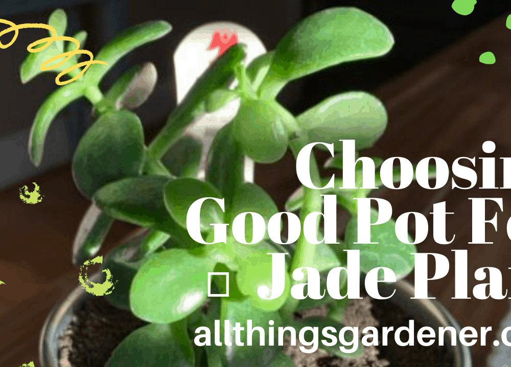 4 Super Guides to Choose Good Potting for Jade Plant (2021)