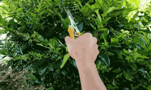 Pruning jade 2