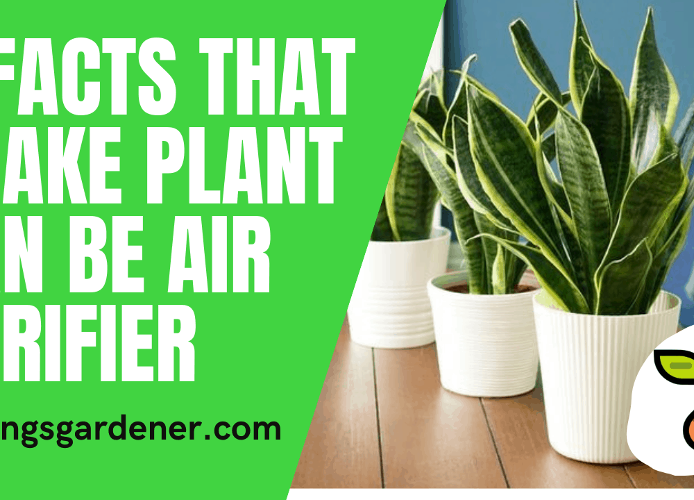 3 Superb Facts About Sansevieria or Snake Plant Good Can Improve Air Quality in the House 2021