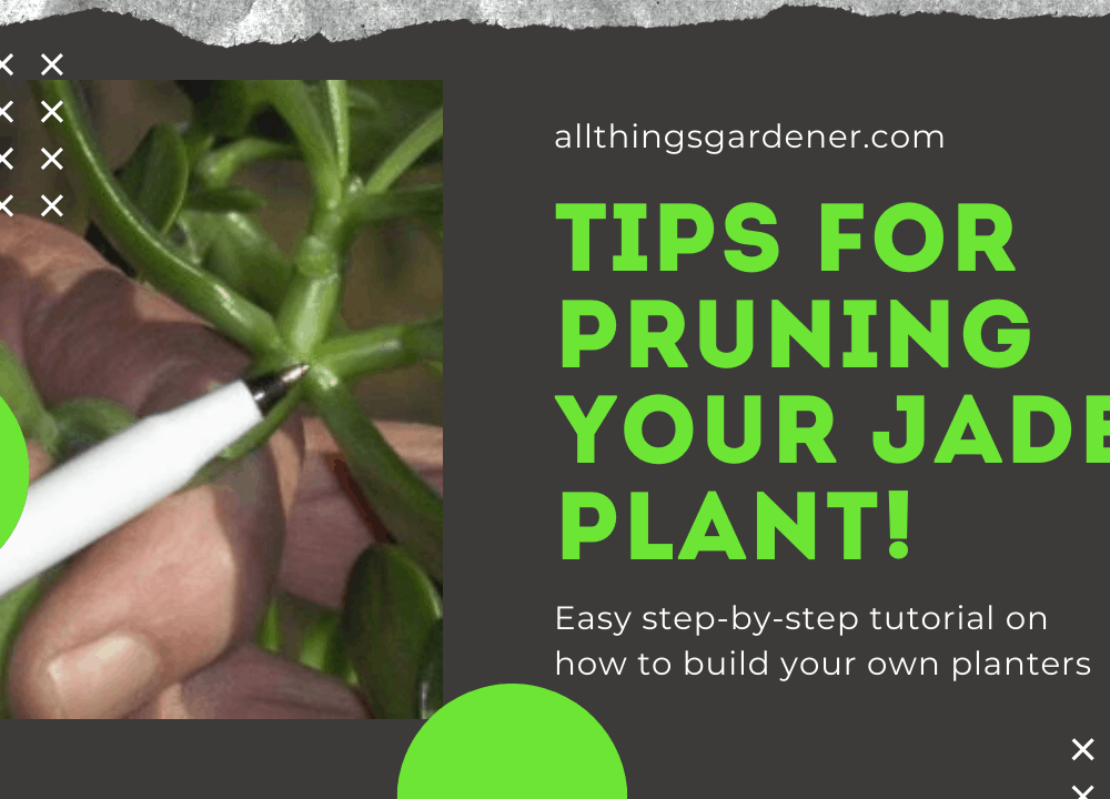 Fantastic Tips for Pruning Jade Plant into Big Bushy Plant 2021