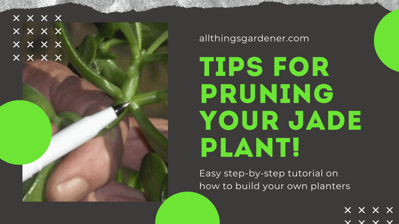 Pruning jade 1