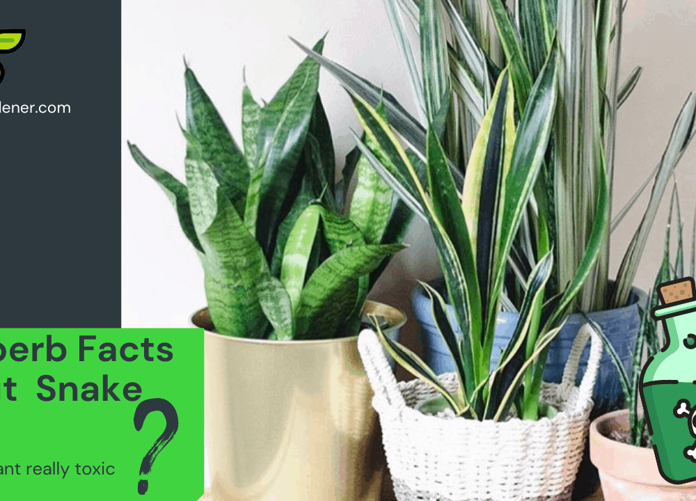 5 Superb Fact About “Is Snake Plant Toxic?” 2021