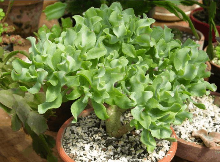 Types of jade plants 5