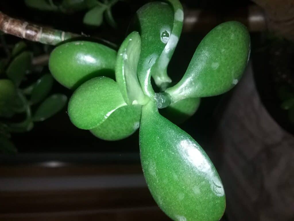 Mealybugs on jade plant