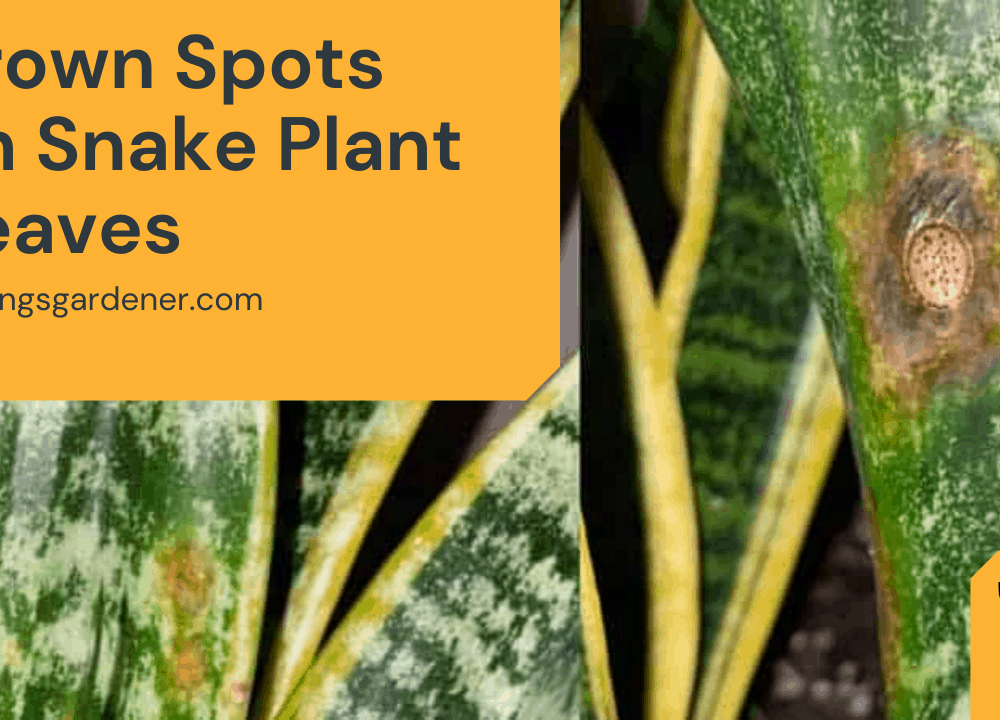 3 Superb Fact How To Get Rid Brown Spot on Snake Plant 2022