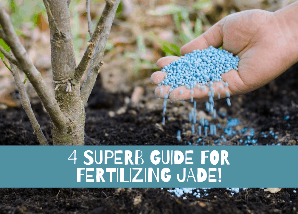 4 Superb Guide for Fertilizing Jade Plant (2021)!