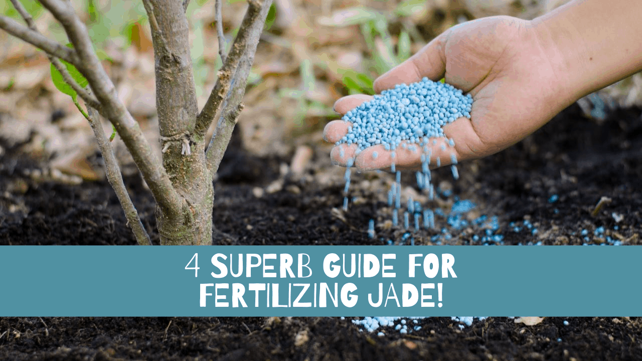 Fertilizing jade 1
