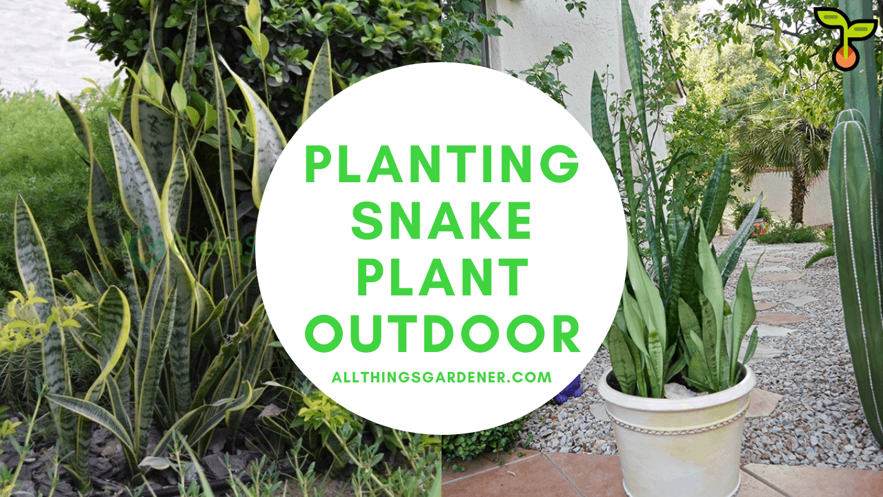 Snake plant outdoor 1